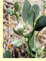 Парнолистник амударьинский (Lygohyllum oxianum Boriss) Парнолистник амударьинский (Lygohyllum oxianum Boriss)